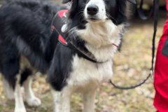 Kira