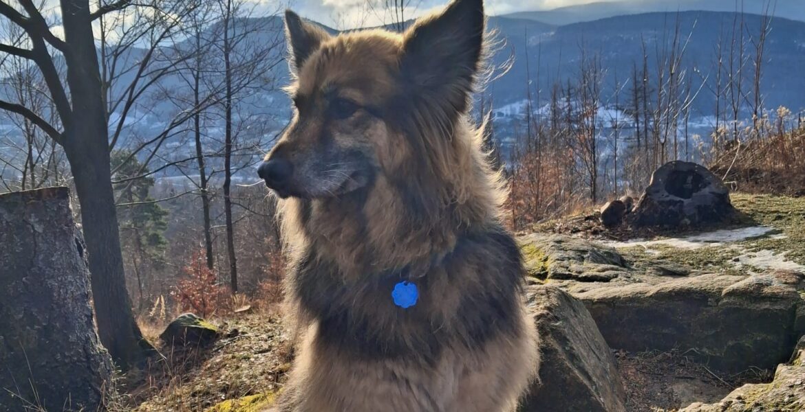 Mika