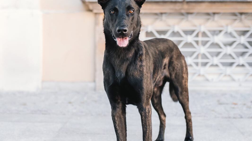 Ares